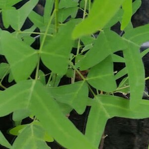 NEW Organic Christia Vespertilionis L.f Bakh.f All Green Swallowtail Butterfly Wing Plant fresh REAL Seeds Similar to Obcordata image 5