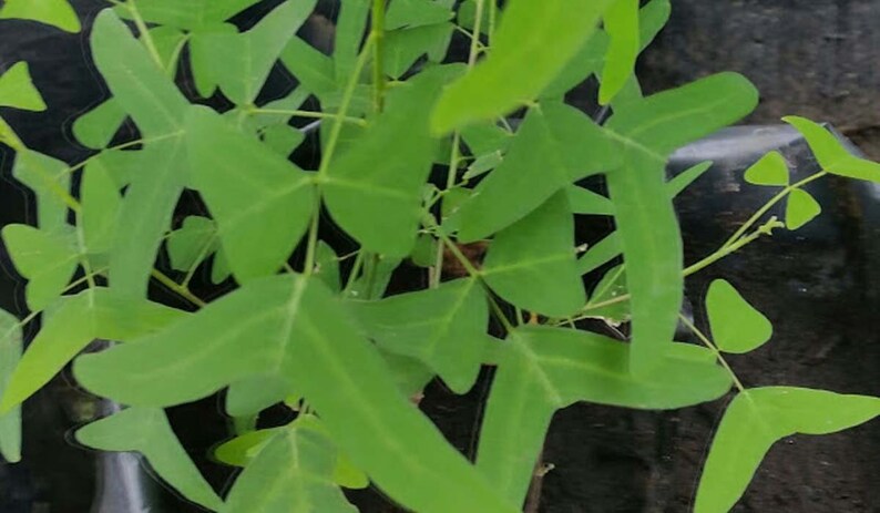 NEW Organic Christia Vespertilionis L.f Bakh.f All Green Swallowtail Butterfly Wing Plant fresh REAL Seeds Similar to Obcordata image 5