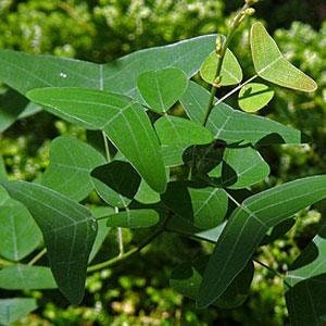 NEW Organic Christia Vespertilionis L.f Bakh.f All Green Swallowtail Butterfly Wing Plant fresh REAL Seeds Similar to Obcordata image 1