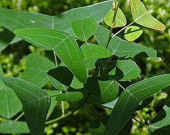 NEW!! Organic Christia Vespertilionis (L.f) Bakh.f  All Green- Swallowtail -  Butterfly Wing Plant - fresh REAL Seeds - Similar to Obcordata