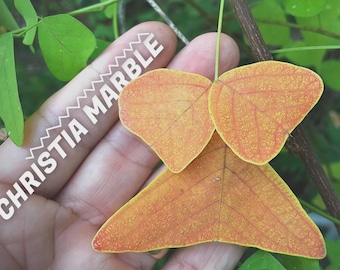 Christia MARBLE - Swallowtail -  Butterfly Wing Plant seeds - fresh REAL organic Seeds - Similar to Obcordata