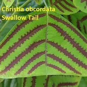 May include: A close-up of a green leaf with a distinctive pattern of dark red stripes. The leaf is shaped like a triangle and has a pointed tip. The text "Christia obcordata Swallow Tail" is written in yellow above the leaf.