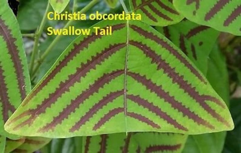 May include: A close-up of a green leaf with a distinctive pattern of dark red stripes. The leaf is shaped like a triangle and has a pointed tip. The text "Christia obcordata Swallow Tail" is written in yellow above the leaf.