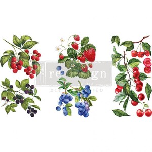 May include: An illustration of five different types of berries: red raspberries, red strawberries, blue blueberries, blackberries, and red cherries. The berries are depicted on branches with green leaves.