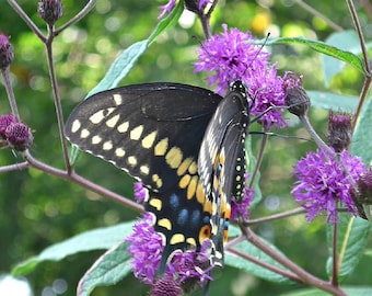 Common Ironweed (Vernonia fasciculata) Packet of 25 seeds with FREE Shipping!