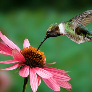 Purple Coneflower (Echinacea purpurea) Packet of 25 seeds with FREE Shipping!