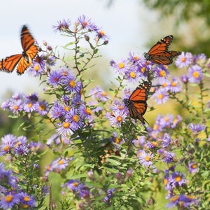 Smooth Aster (Symphyotrichum laeve) Packet of 25 seeds with FREE Shipping!