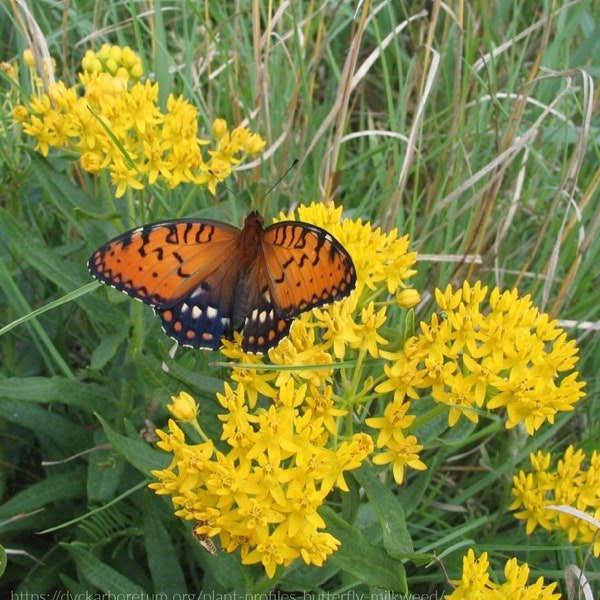 Butterfly Milkweed 'Hello Yellow' (Asclepias tuberosa)  Packet of 12 seeds with with FREE Shipping!