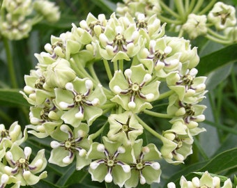 Antelope Horn Milkweed (Asclepias asperula) Packet of 12 seeds with FREE Shipping!