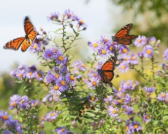 Smooth Aster (Symphyotrichum laeve) Packet of 25 seeds with FREE Shipping!