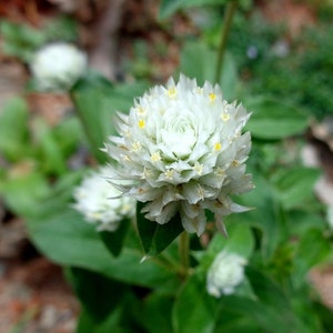 Gomphrena-White (Gomphrena globosa 'White') Packet of 25 seeds with FREE Shipping!