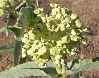 Desert Milkweed (Asclepias erosa) Packet of 5 seeds with FREE Shipping!