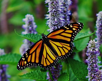 Puede incluir: Una mariposa monarca con alas naranja y negras posada sobre una flor morada. La mariposa está enfocada, mientras que la flor y el follaje verde están desenfocados en el fondo.