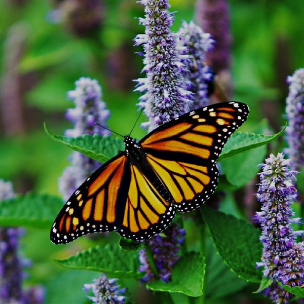 Anise Hyssop Blue Spike (Agastache Foeniculum) Packet of 25 seeds with FREE Shipping!