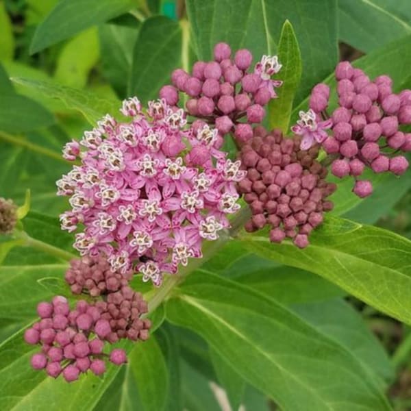 Milkweed Seeds - Etsy