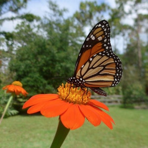 Orange Mexican Sunflower Tithonia rotundifolia 'Goldfinger' Packet of 25 seeds with FREE Shipping image 1