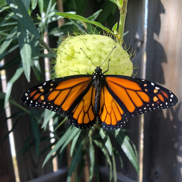 Balloon Milkweed (Gomphocarpus physocarpus) Packet of 12 seeds with FREE Shipping!