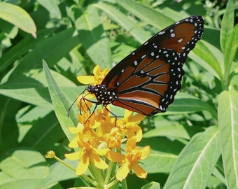 Silky Gold Milkweed Seeds (Asclepias curassavica 'Silky Gold') Packet of 12 seeds with FREE Shipping!