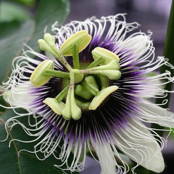 Gelbe Passionsfrucht (Passiflora edulis flavicarpa) Paket mit 7 Samen mit KOSTENLOSEM Versand!