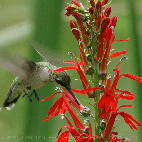 Cardinal Vine Seeds Etsy