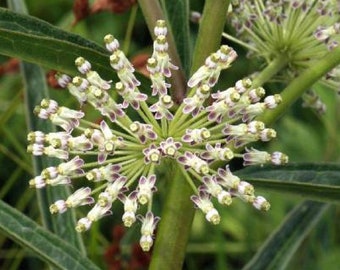 Tall Green Milkweed  (Asclepias hirtella) Packet of 7 seeds with FREE Shipping!