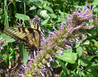 Giant Hyssop (Agastache Mexicana Lavender Blue) Packet of 25 seeds with FREE Shipping!