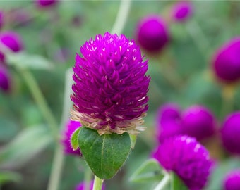 Gomphrena-Purple (Gomphrena globosa 'Purple') Confezione da 25 semi con spedizione GRATUITA!