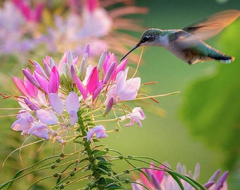 May include: A hummingbird with green and brown feathers hovers near a cluster of pink and white flowers with long, thin stems.