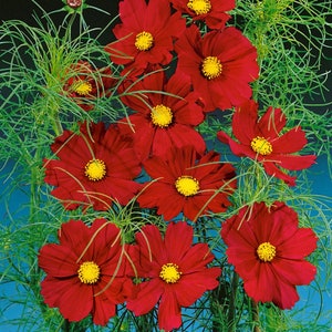 Magenta Dazzler Cosmos Packet of 25 seeds with FREE Shipping!