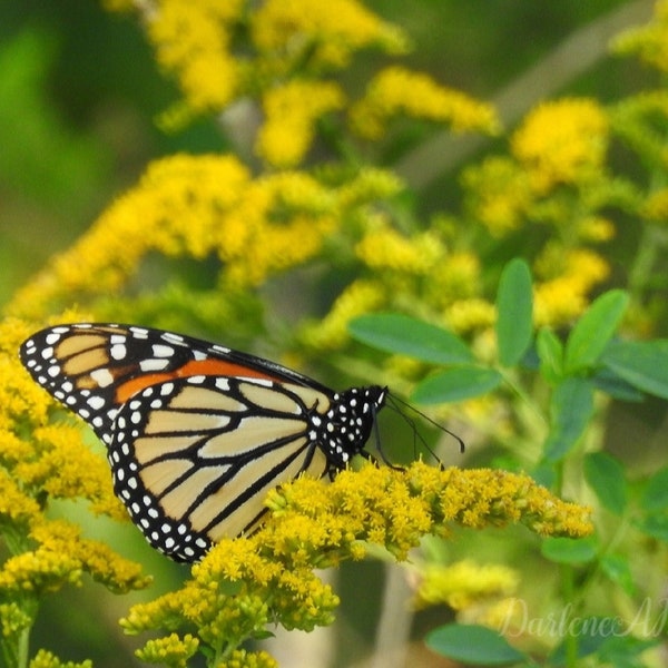 Canada Goldenrod (Solidago canadensis) Packet of 25 seeds with FREE Shipping!