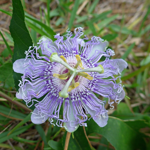 Purple Passionflower (Passiflora incarnata)  Packet of 7 seeds with FREE Shipping!