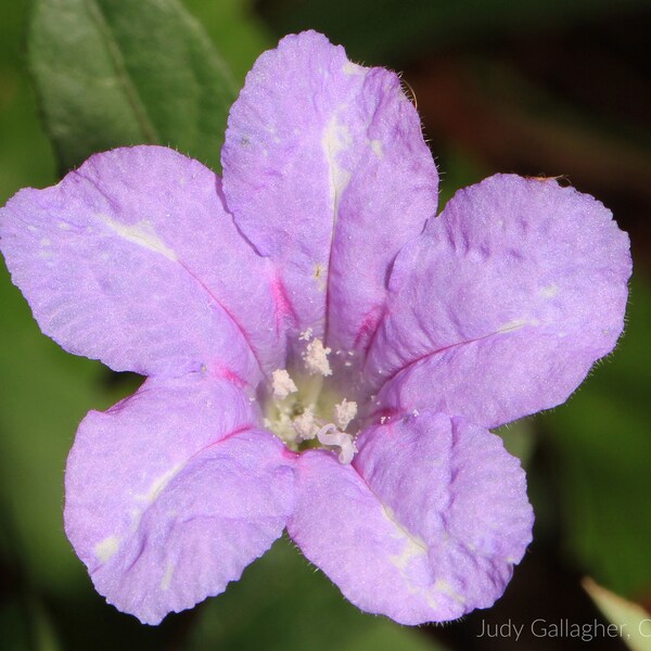 Carolina Wild Petunia (Ruellia caroliniensis) Packet of 25 seeds with FREE Shipping!