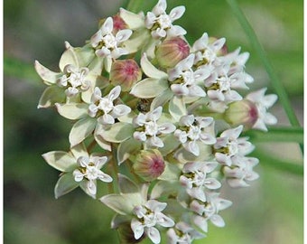Horsetail Milkweed (Asclepias subverticillata)  Packet of 7 seeds with FREE Shipping!