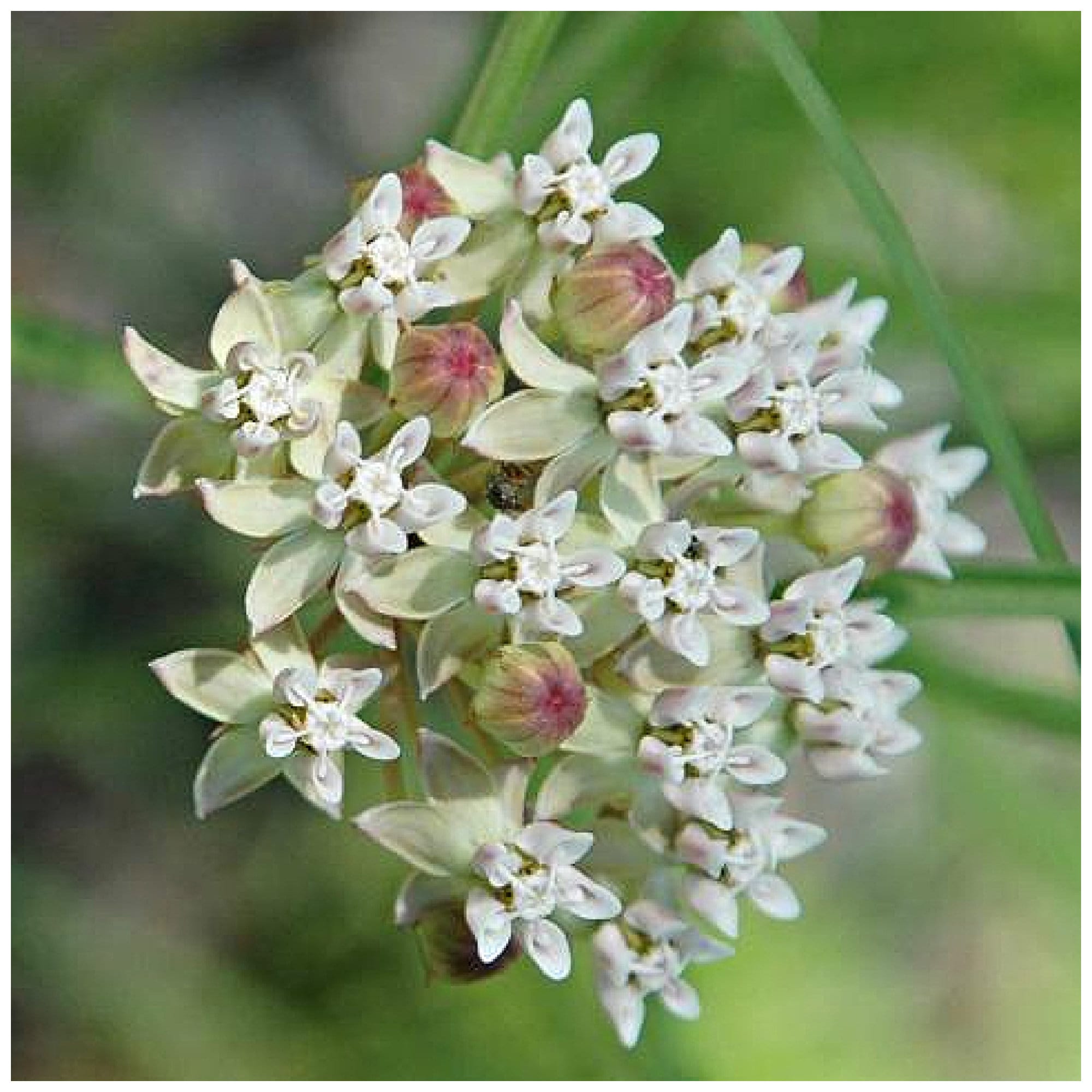 Horsetail Milkweed (Asclepias subverticillata) Packet of 12 seeds