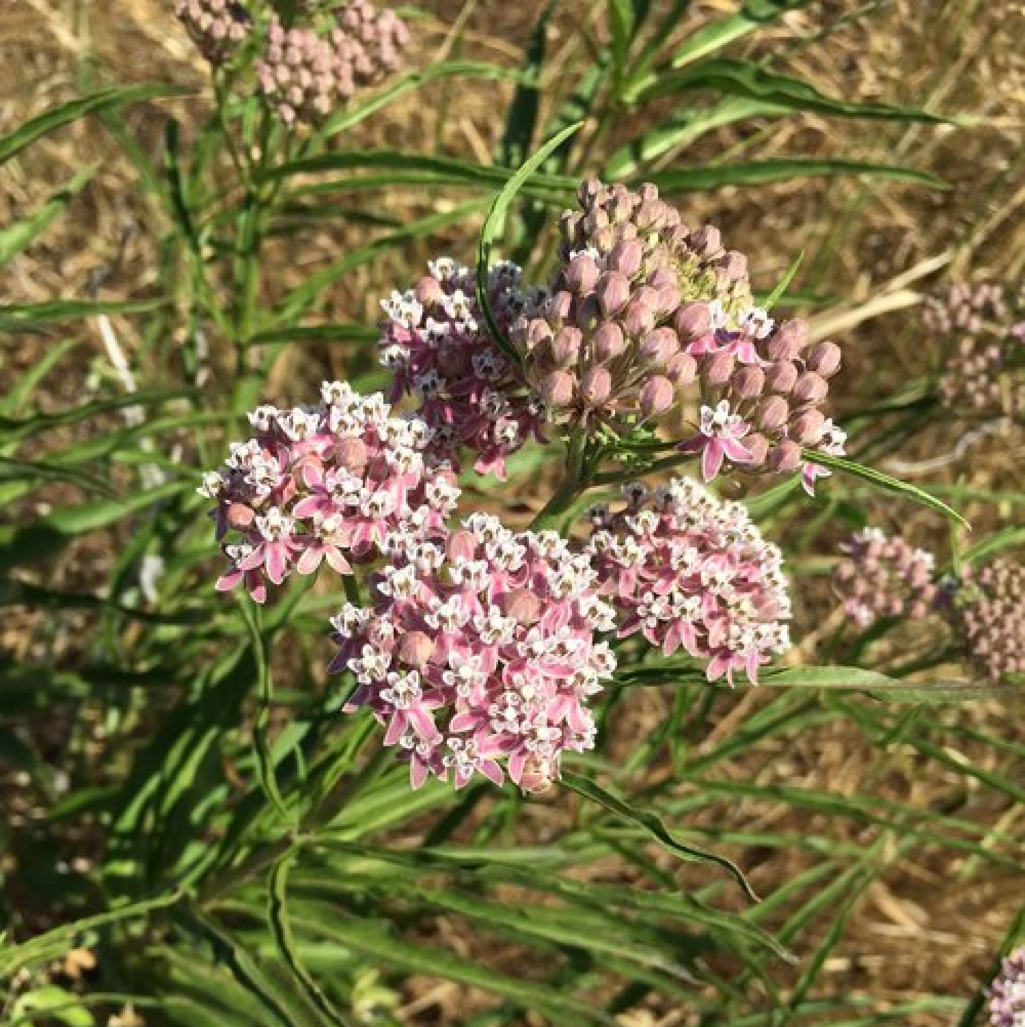 Asclepias Fascicularis Narrow Leaf Milkweed