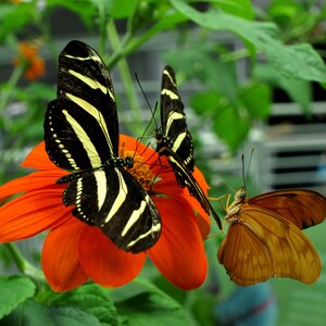 Puede incluir: Tres mariposas, una de rayas blancas y negras, una naranja y marr&oacute;n, y una amarilla y marr&oacute;n, est&aacute;n posadas en una flor naranja brillante.
