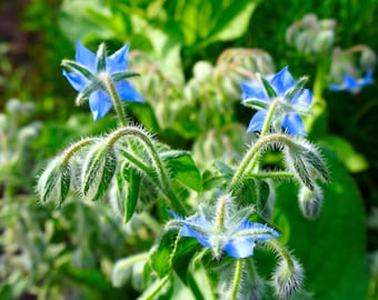 Borage (Borago officinalis)  Packet of 25 seeds with FREE Shipping!
