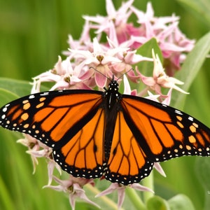 Showy Milkweed  (Asclepias speciosa) Packet of 25 seeds with FREE Shipping!