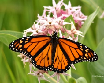 Showy Milkweed  (Asclepias speciosa) Packet of 25 seeds with FREE Shipping!