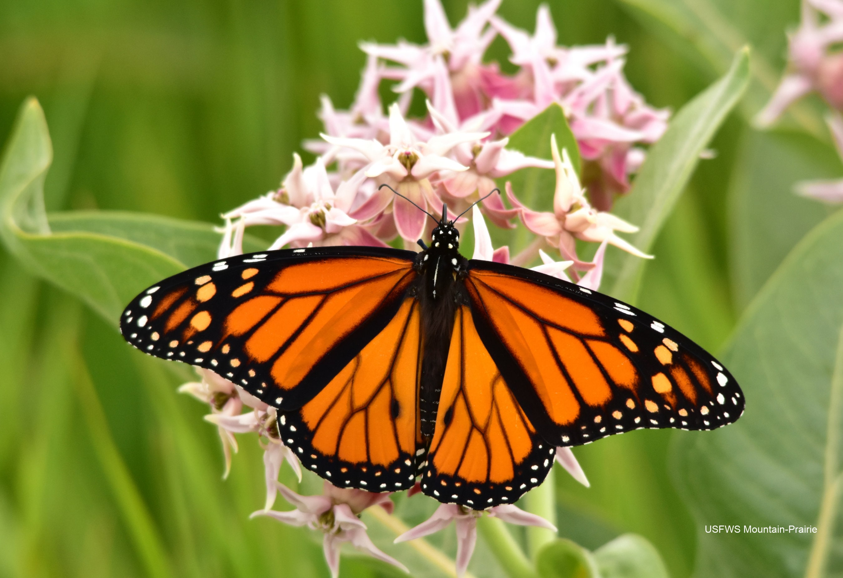 Showy Milkweed Seeds: Monarch Butterfly Host Plant - 25 Seeds