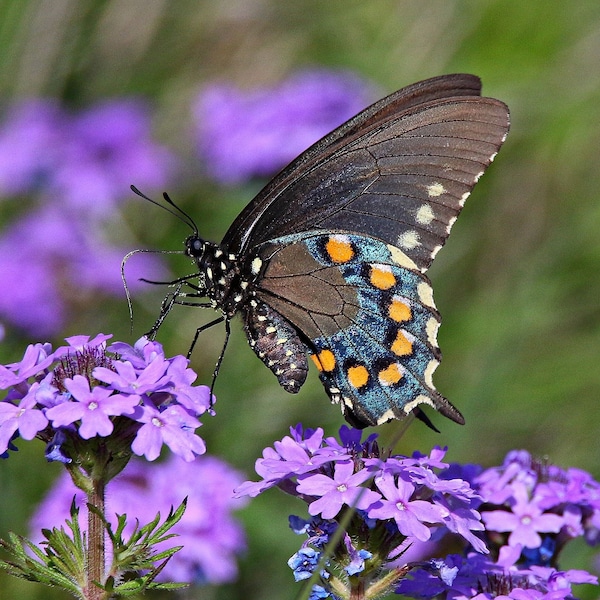 Prairie Verbena(Glandularia bipinnatifida) Packet of 25 seeds with FREE Shipping!