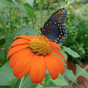 Orange Mexican Sunflower Tithonia rotundifolia 'Goldfinger' Packet of 25 seeds with FREE Shipping image 7