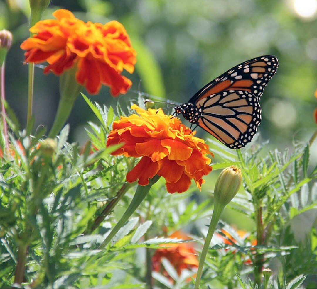 Aztec Marigold (tagetes Erecta) Packet of 25 Seeds With FREE Shipping ...