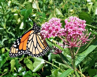 Swamp Milkweed (Asclepias incarnata) Packet of 25 Seeds with FREE Shipping!