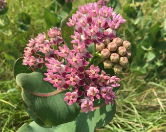 May include: A cluster of pink and purple milkweed flowers with green seed pods. The flowers are in bloom and the seed pods are closed.