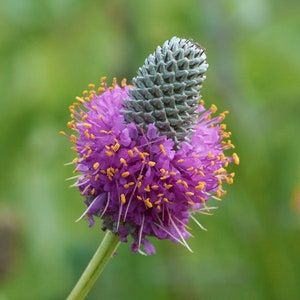 Purple Prairie Clover Seeds - Native Wildflower, Pollinator Friendly (25 Seeds)