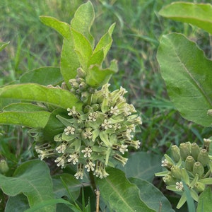 Zizotes Milkweed Asclepias oenotheroides Packet of 12 seeds with FREE Shipping image 1