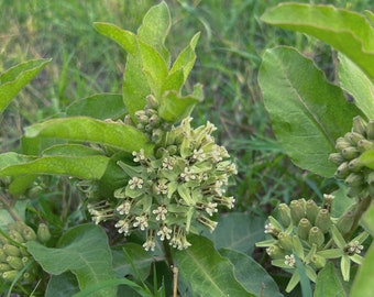 Zizotes Milkweed (Asclepias oenotheroides) Packet of 12 seeds with FREE Shipping!