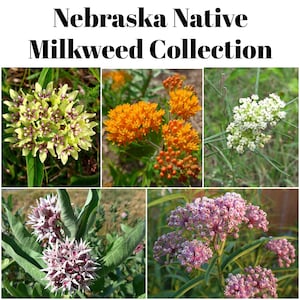 May include: A collage of five images showcasing various milkweed flowers. The flowers display a range of colors, including yellow, orange, white, and shades of pink and purple. The text "Nebraska Native Milkweed Collection" is at the top.