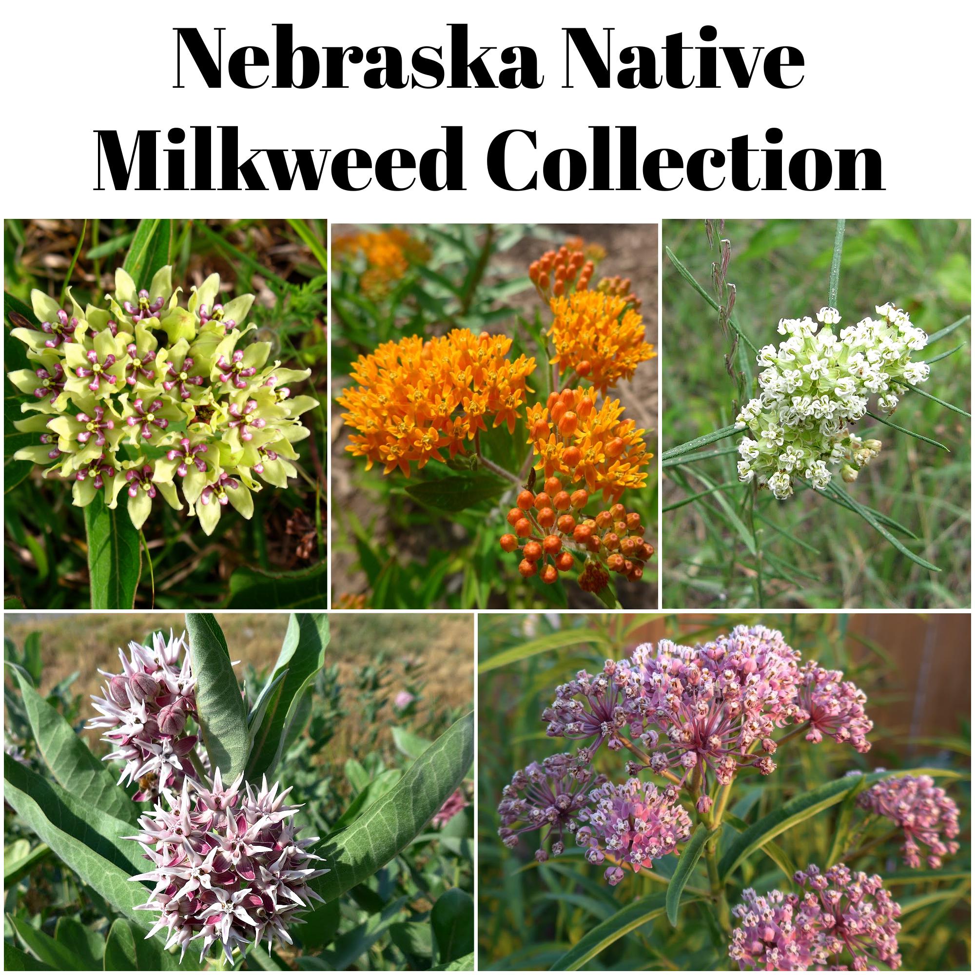 Nebraska Native Milkweed Seed Collection